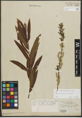 Foto von Salix purpurea L. x Salix viminalis L.